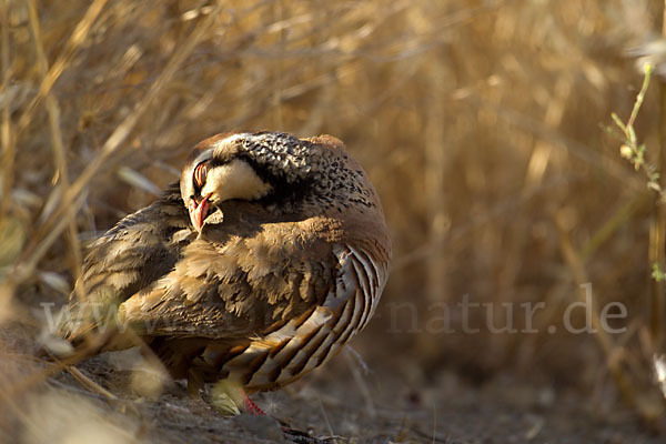 Rothuhn (Alectoris rufa)