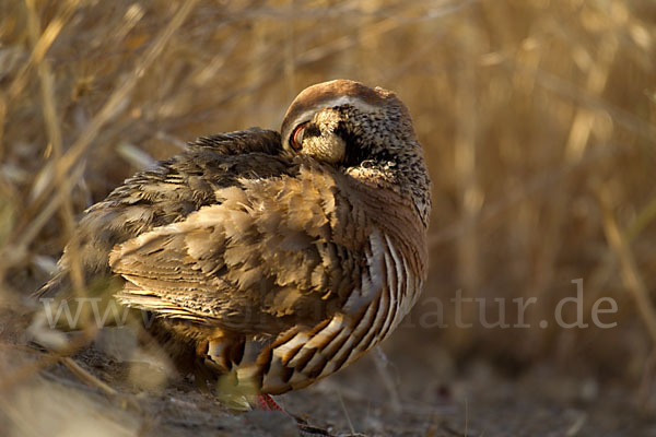 Rothuhn (Alectoris rufa)