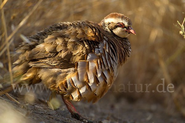 Rothuhn (Alectoris rufa)