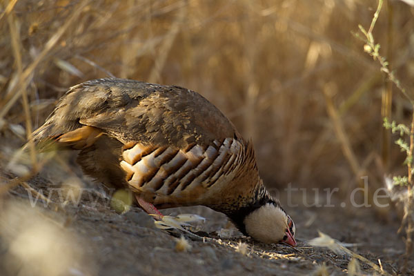 Rothuhn (Alectoris rufa)