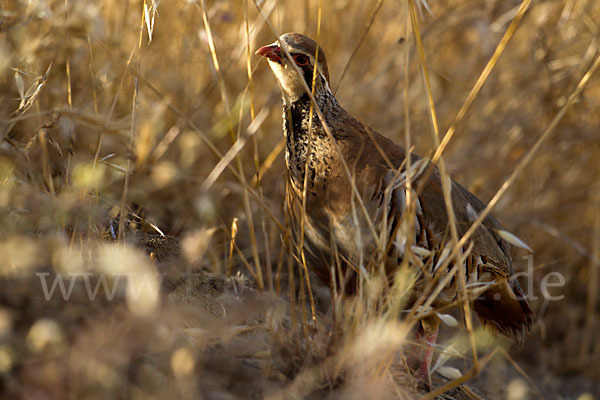 Rothuhn (Alectoris rufa)