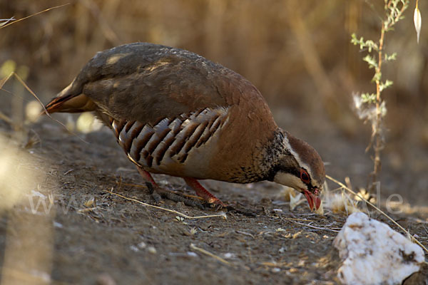 Rothuhn (Alectoris rufa)