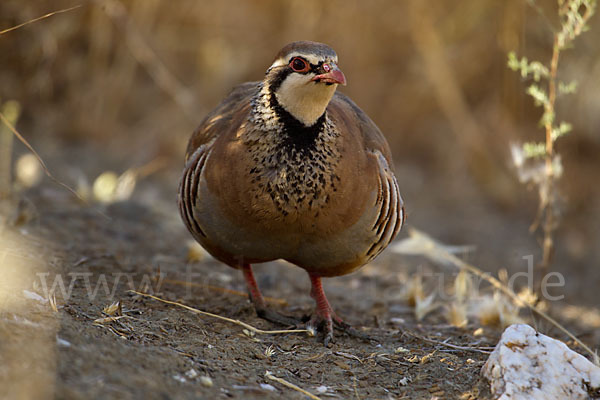 Rothuhn (Alectoris rufa)