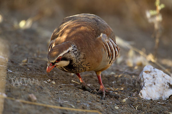 Rothuhn (Alectoris rufa)