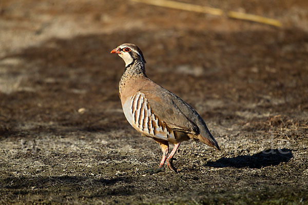 Rothuhn (Alectoris rufa)