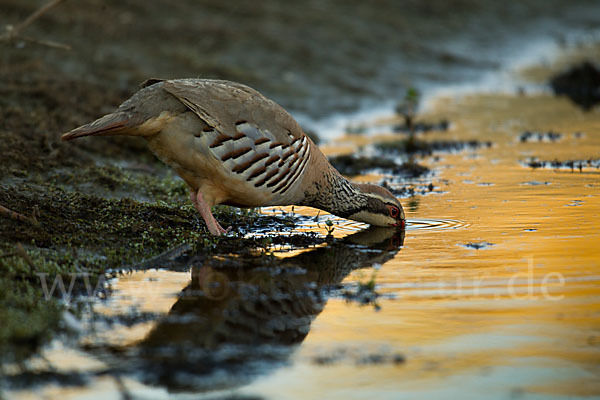 Rothuhn (Alectoris rufa)