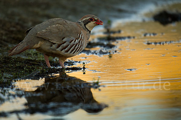 Rothuhn (Alectoris rufa)