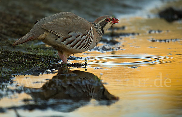 Rothuhn (Alectoris rufa)