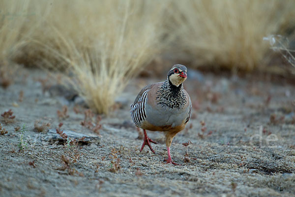 Rothuhn (Alectoris rufa)