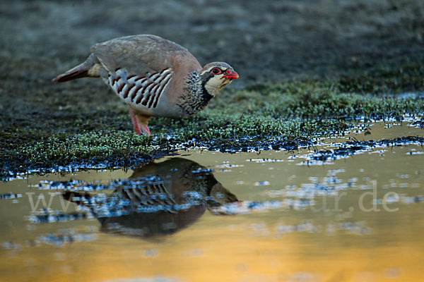 Rothuhn (Alectoris rufa)