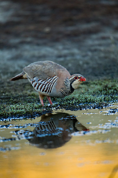 Rothuhn (Alectoris rufa)