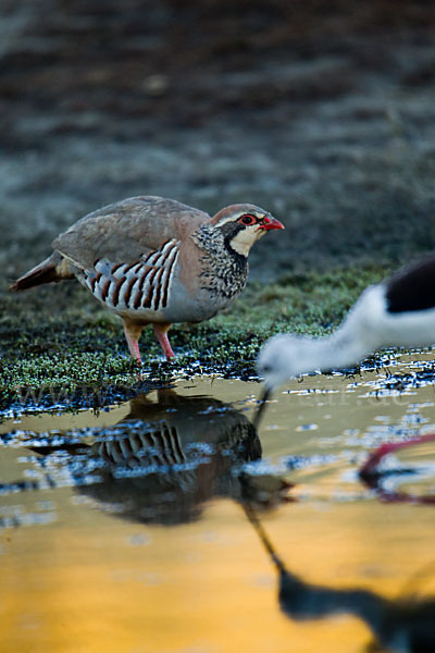 Rothuhn (Alectoris rufa)