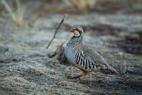 Rothuhn (Alectoris rufa)