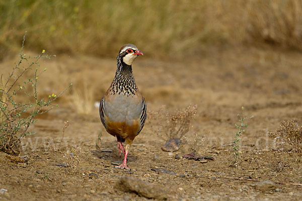 Rothuhn (Alectoris rufa)