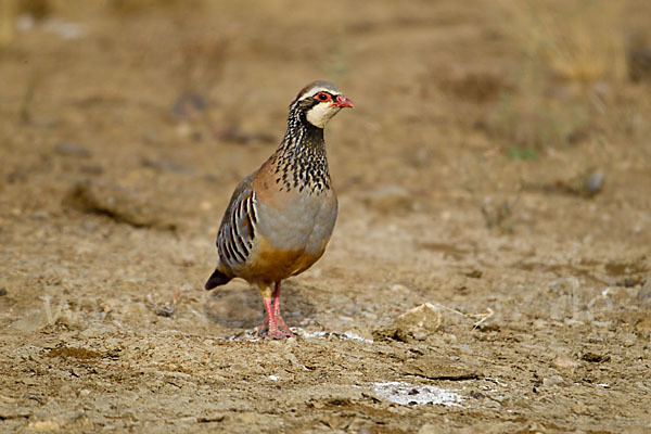 Rothuhn (Alectoris rufa)