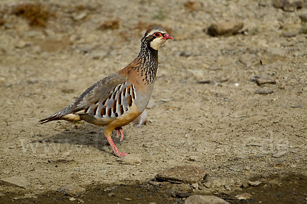 Rothuhn (Alectoris rufa)