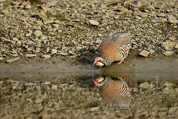 Rothuhn (Alectoris rufa)