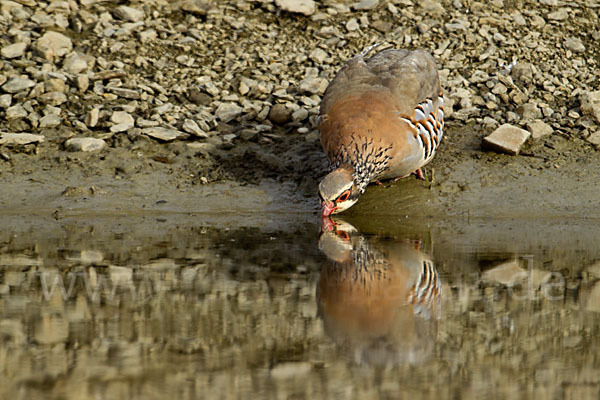 Rothuhn (Alectoris rufa)