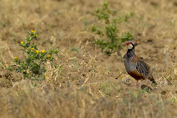 Rothuhn (Alectoris rufa)