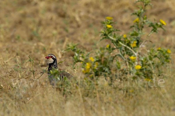 Rothuhn (Alectoris rufa)