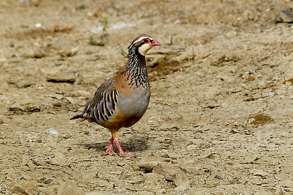 Rothuhn (Alectoris rufa)