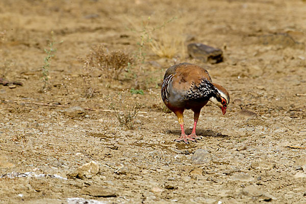 Rothuhn (Alectoris rufa)