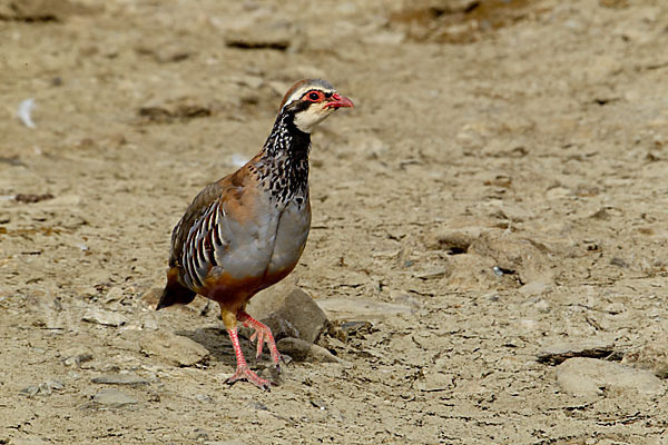 Rothuhn (Alectoris rufa)