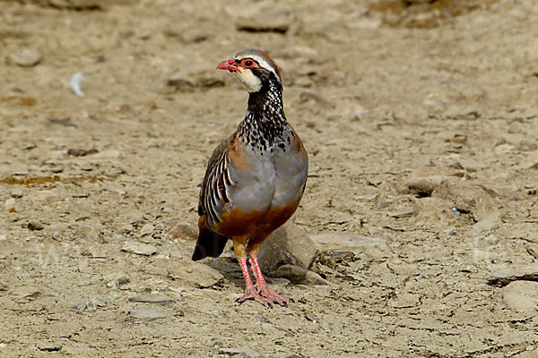 Rothuhn (Alectoris rufa)