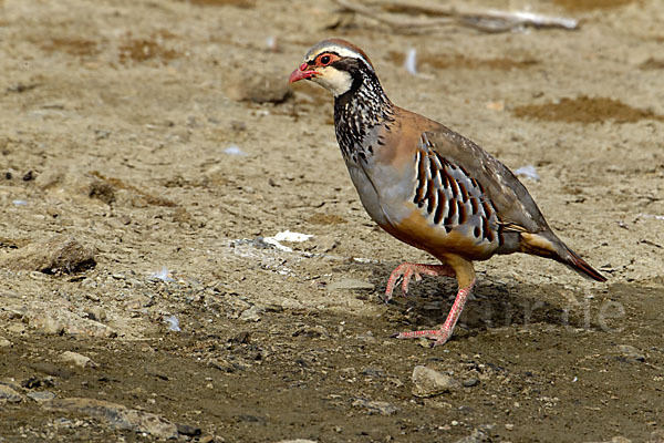 Rothuhn (Alectoris rufa)