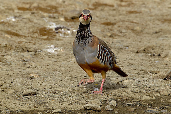 Rothuhn (Alectoris rufa)