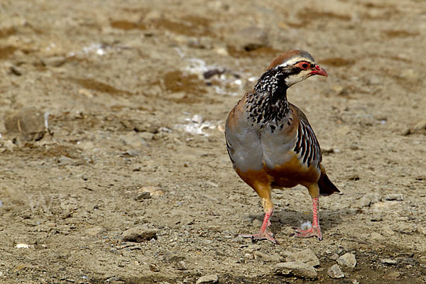 Rothuhn (Alectoris rufa)