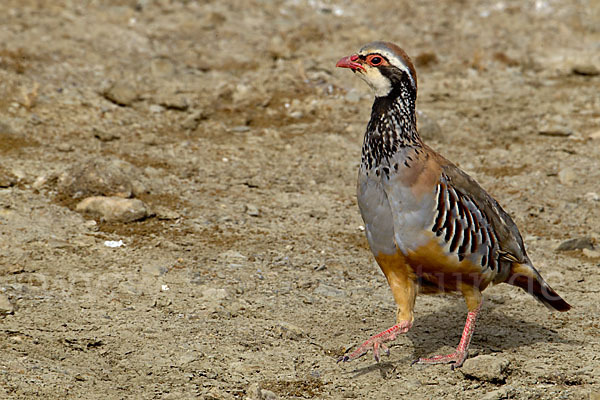 Rothuhn (Alectoris rufa)