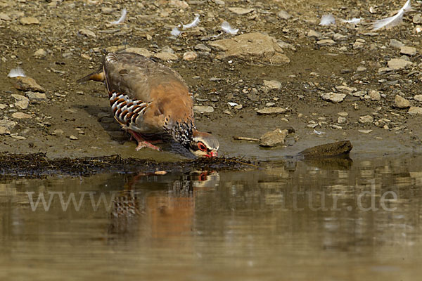 Rothuhn (Alectoris rufa)