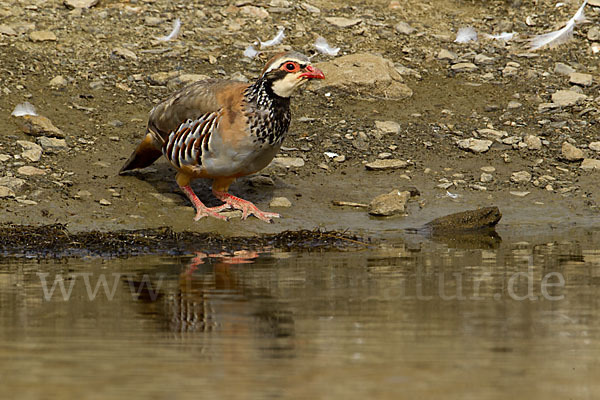 Rothuhn (Alectoris rufa)