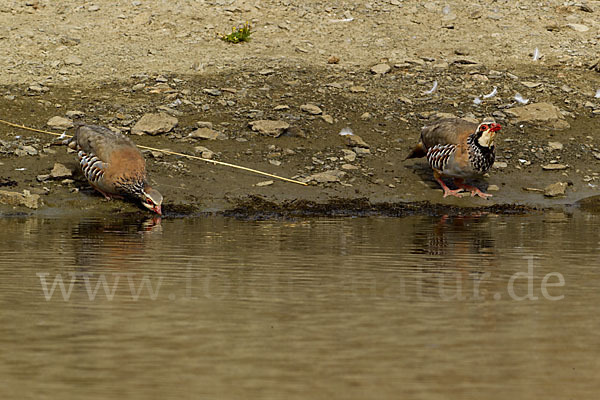 Rothuhn (Alectoris rufa)