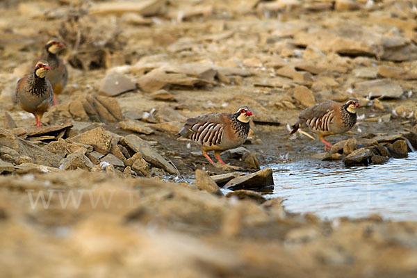 Rothuhn (Alectoris rufa)