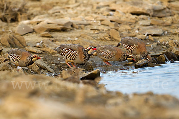 Rothuhn (Alectoris rufa)