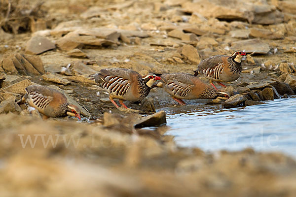 Rothuhn (Alectoris rufa)