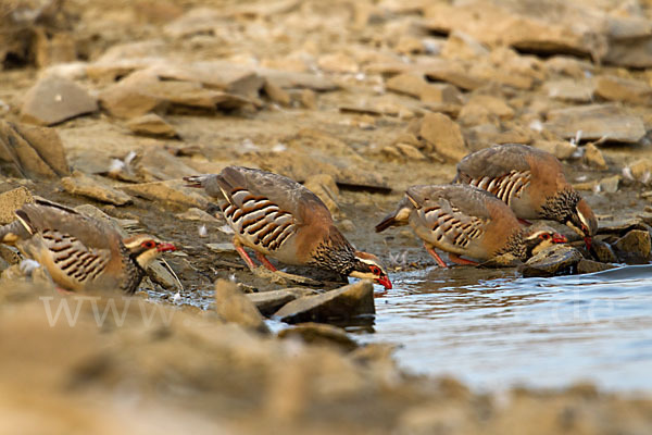 Rothuhn (Alectoris rufa)