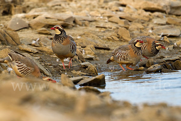 Rothuhn (Alectoris rufa)