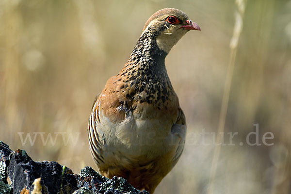 Rothuhn (Alectoris rufa)