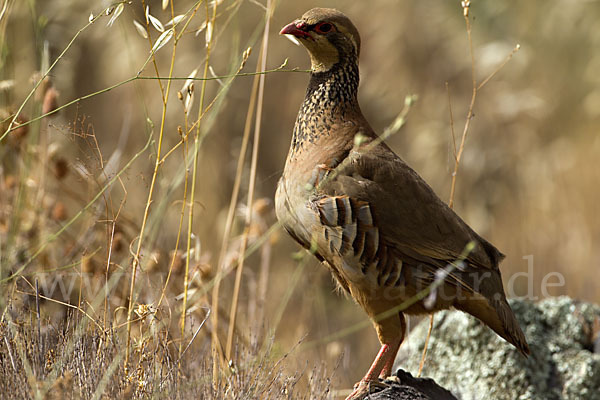 Rothuhn (Alectoris rufa)