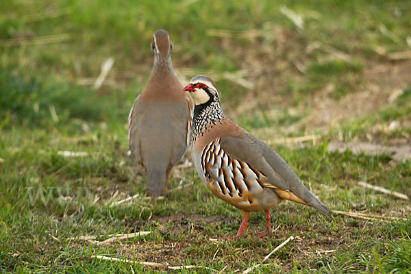 Rothuhn (Alectoris rufa)