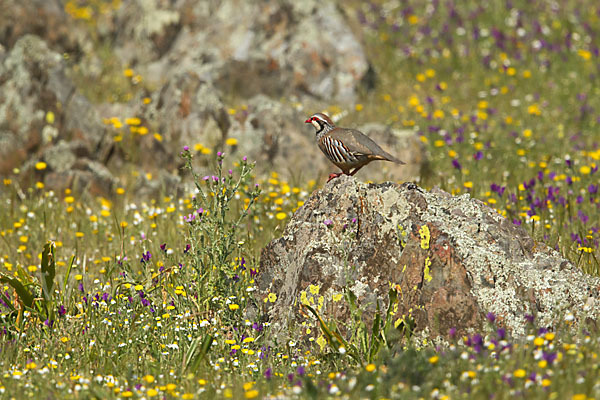 Rothuhn (Alectoris rufa)