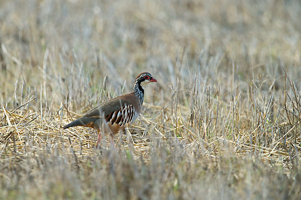 Rothuhn (Alectoris rufa)