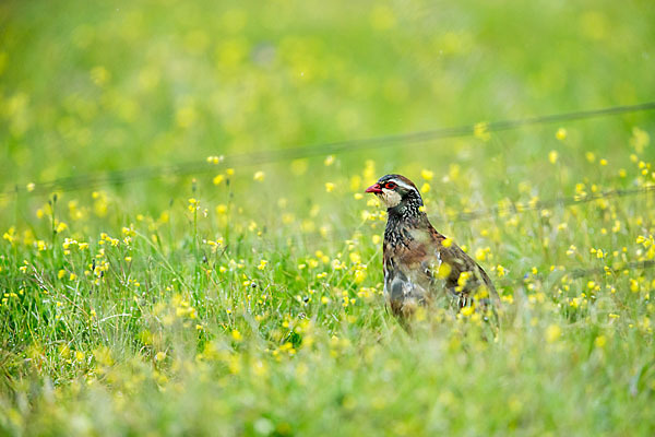 Rothuhn (Alectoris rufa)