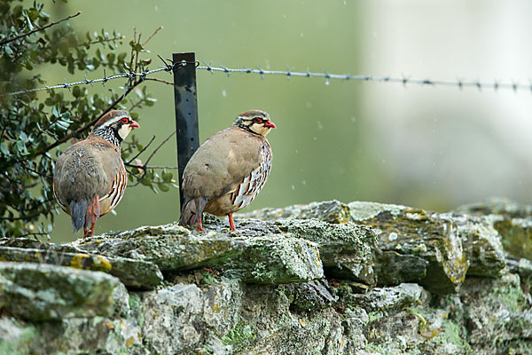 Rothuhn (Alectoris rufa)