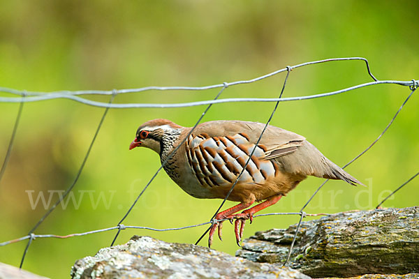 Rothuhn (Alectoris rufa)