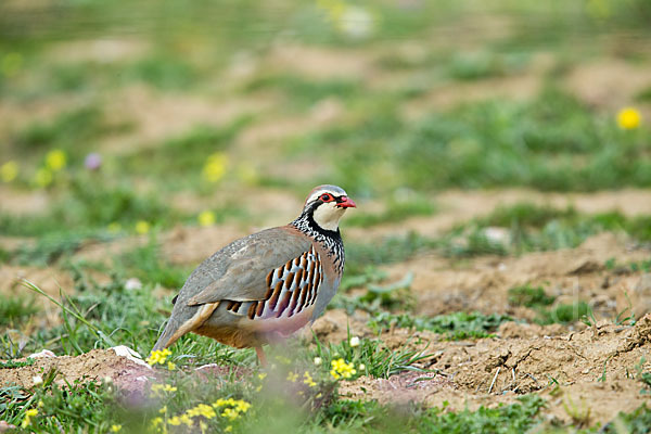 Rothuhn (Alectoris rufa)