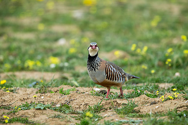 Rothuhn (Alectoris rufa)